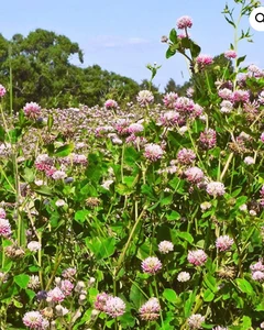 Alsike Clover Per Lb
