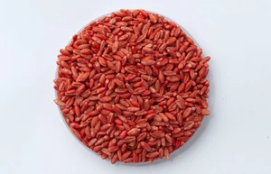 Wheat Seed 48 Lb Coated*