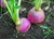 Purple Top Turnip Per LB