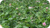 Medium Red Clover CTD Per Lb