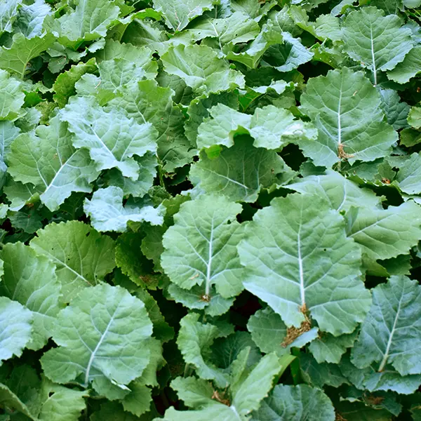 Dwarf Essex Rape