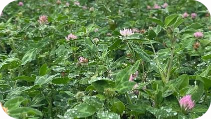 Medium Red Clover CTD Per Lb