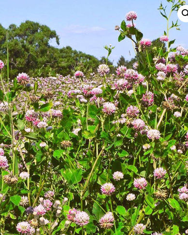 Alsike Clover Per Lb
