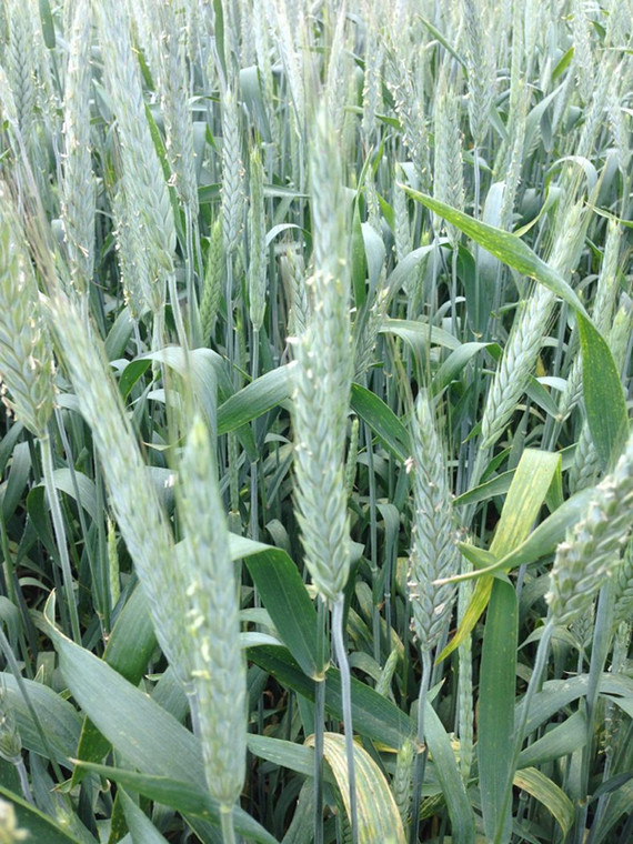Triticale Seed 50 Lb