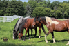That's The Dream Farm |  4" x 6" Photo Panel Horses Grazing