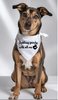 SENDCAA Dog Bandana
