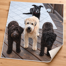 Four dogs displayed on a loose, unframed custom canvas print with visible woven texture and rolled corner