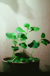 Health, Wellness and Beauty Uses for Oil of Oregano Health, Wellness and Beauty Uses for Oil of Oregano