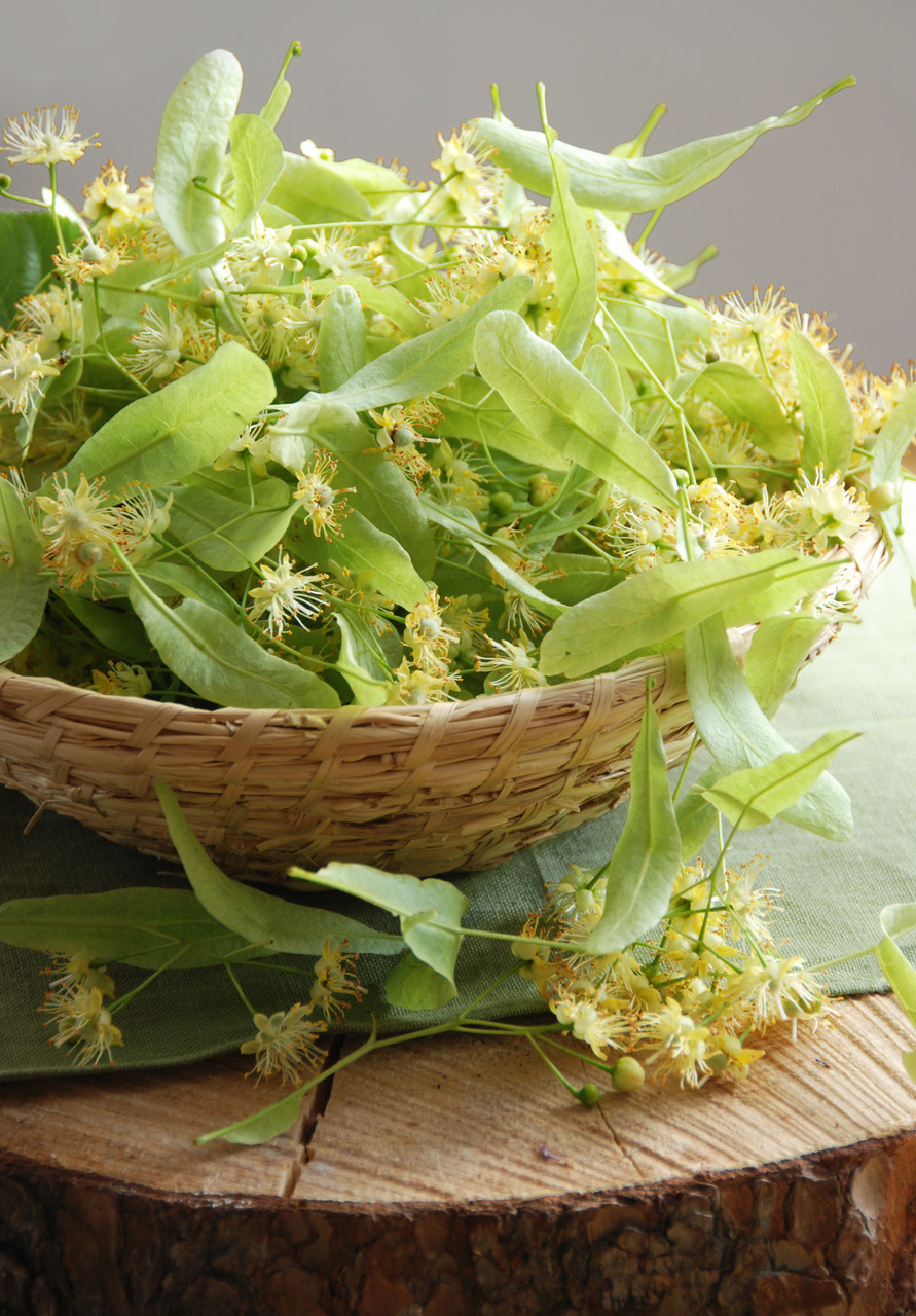 Linden blossom
