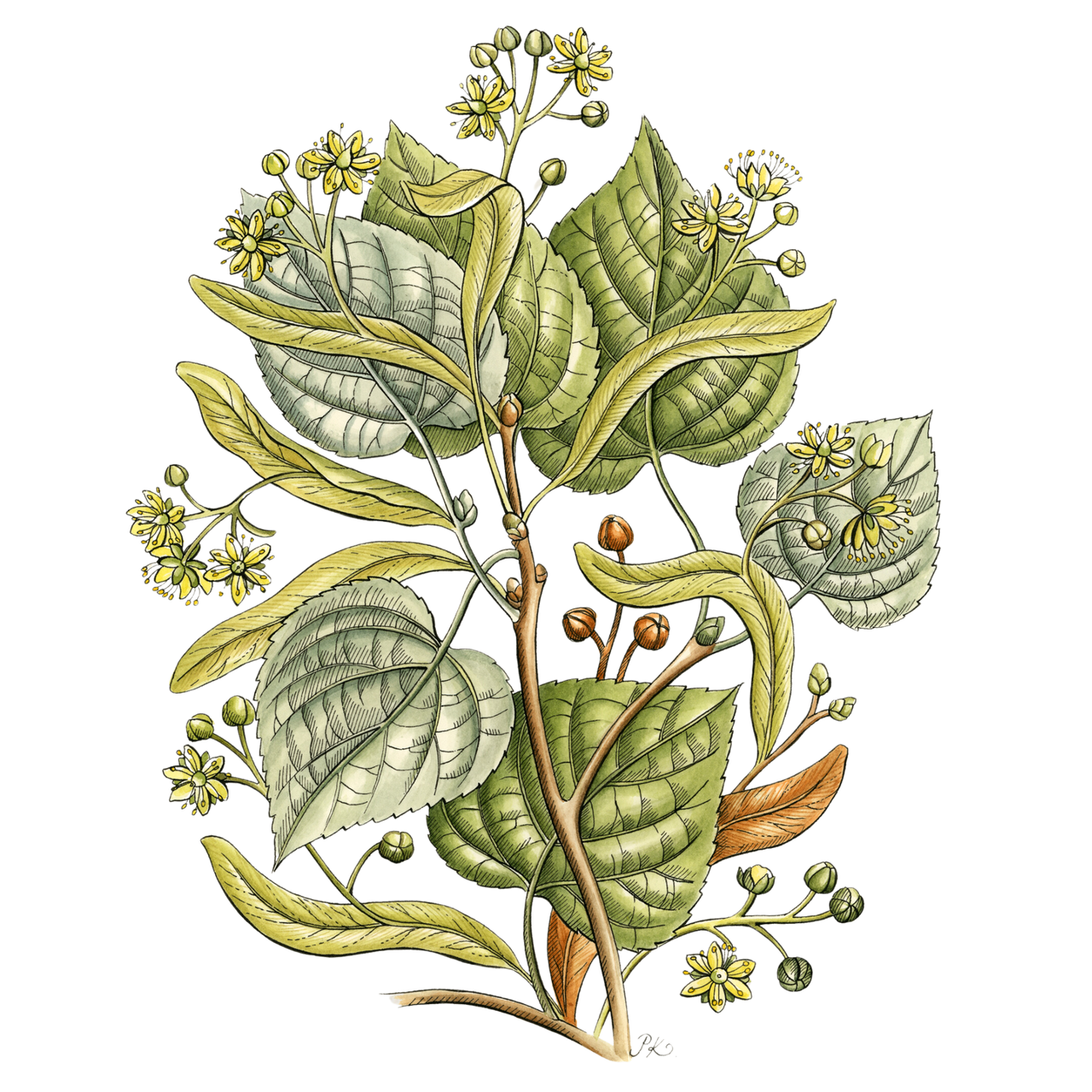 Tilia cordata botanical illustration