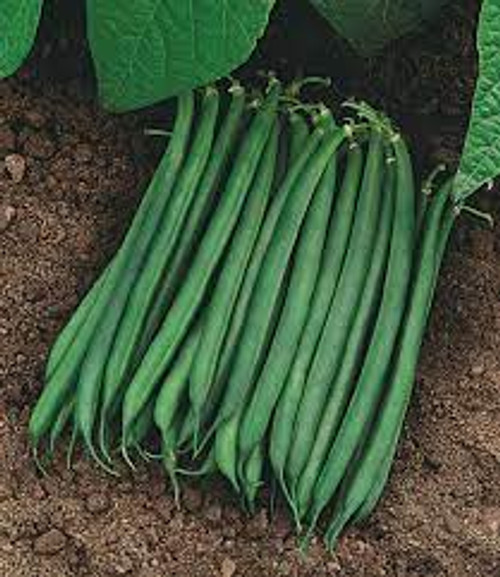 Valentino Snap Bean (Green Bush)