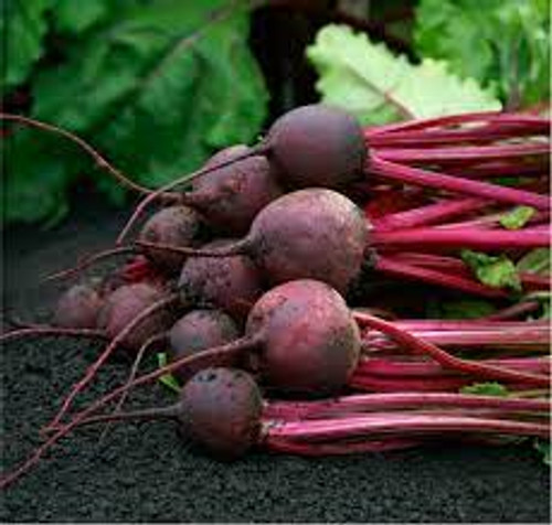 Red Ace Hybrid (Red Beets)
