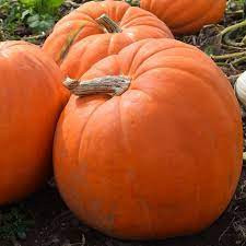 Prizewinner Pumpkins