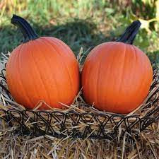 Mischief Pumpkins