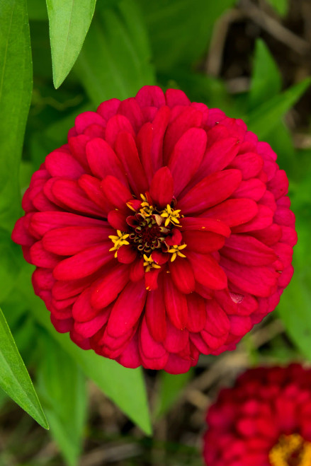 Cherry Queen Zinnias