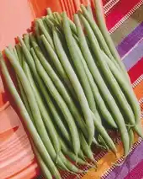 Tema Bean Seeds