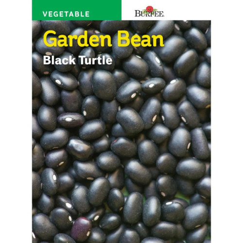 Black Turtle Bean