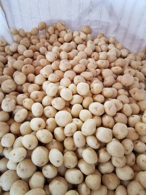 Seed Potatoes 50 lb Bags