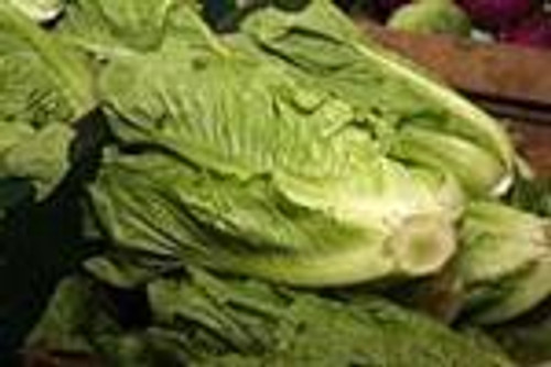 (Best Seller, Heirloom) This crisp, sweet flavored lettuce has been a long time favorite with our customers. Takes the early Summer heat without getting bitter. 76 days to harvest. (approx. 800 seeds/pkt)