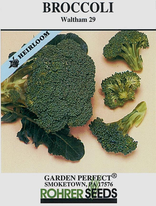 Recommended for fall crop, as it performs best under cool growing conditions. Vigorous, stout, upright plants with uniform heads. Produces an abundance of side shoots late into the fall. 75 days to harvest from transplant. (approx. 600 seeds/pkt)