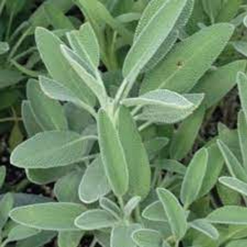 Broadleaf Sage(Herbs)-packet