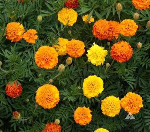This dwarf Marigold has small, button-like flowers in shades of gold, orange, yellow, red and bi-colors. Plants grow to just 8-10 inches tall and are long-blooming. Recommended for containers as well as beds & borders. Also useful for control of insect pests in the vegetable garden. Height: 8 - 10 inches. (approx. 200 seeds/pkt)
