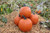 Gladiator Pumpkins