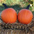 Mischief Pumpkins
