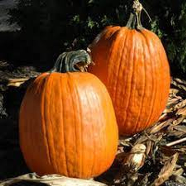 Gold Medal Pumpkin