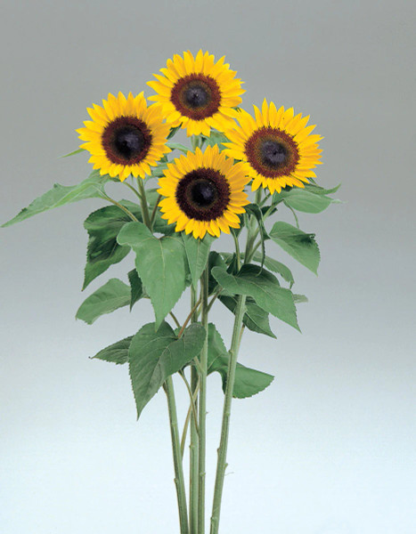 Sunrich Lemon Sunflower