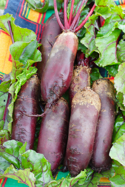 Cylindra Beet