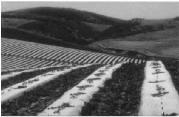 Plastic Mulch - Metalized Aluminum on Black - 4' x 2400', 1.25 mil, w/ heat trap