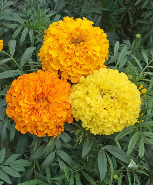 Crackerjack is an heirloom, African Marigold that grows to 36 inches tall. The fluffy, carnation-like flowers come in shades of gold, orange and yellow. Recommended for beds & borders and the cutting garden. Also useful for control of insect pests in the vegetable garden. Height: 28 - 36 inches. (approx. 150 seeds/pkt)