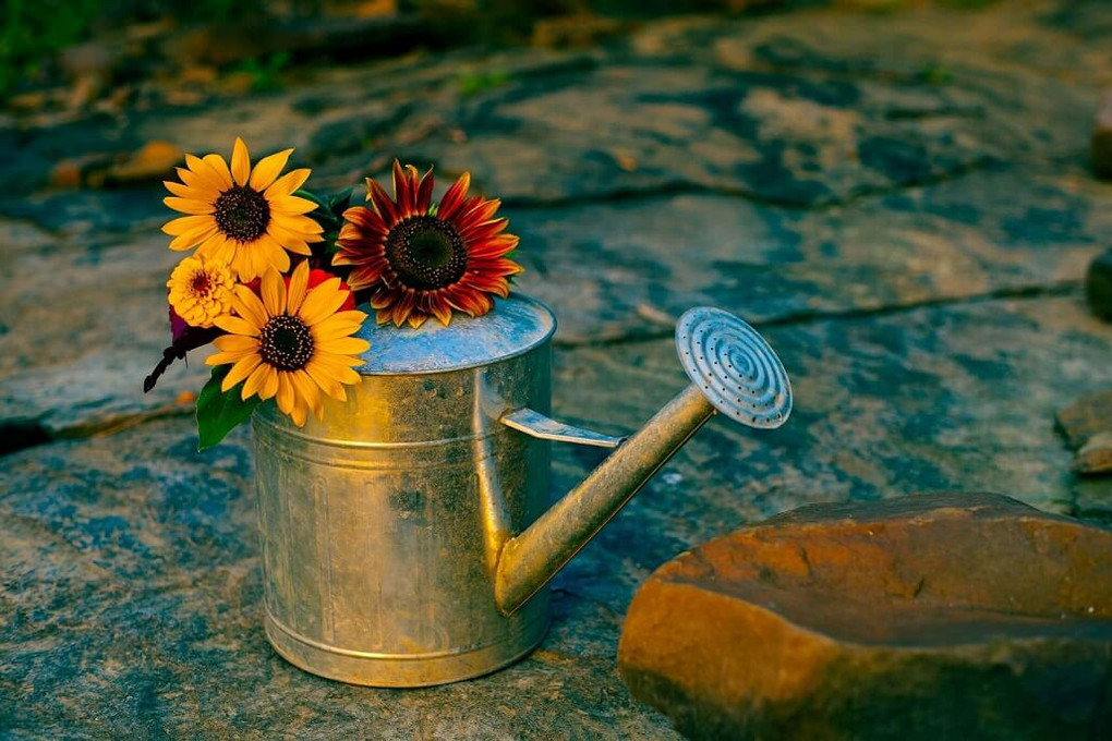 How Long Do Flowers Last Without Water? How Long Do Flowers Last Without Water?
