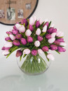 Luxury | Mini Tulips | Purple - Pink | Extra Large 1