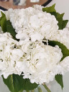 White Hydrangea in blue vase