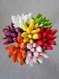 Mini Tulips |  Colour Pallet