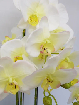 Cream Green Orchid