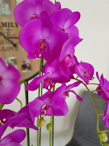Purple Blue Orchid