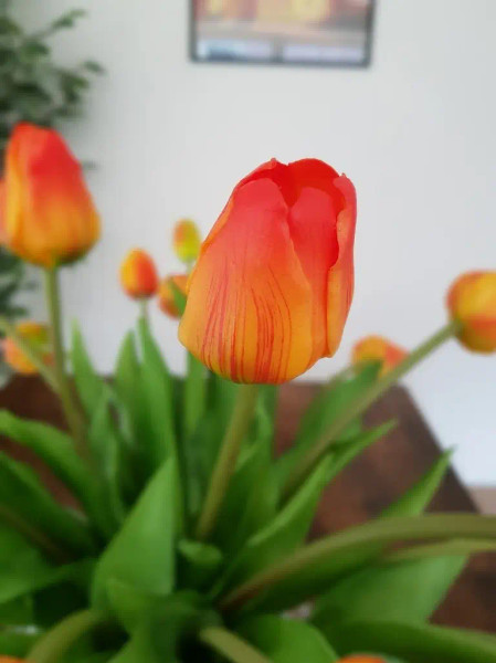 Modern Tulips Orange 1