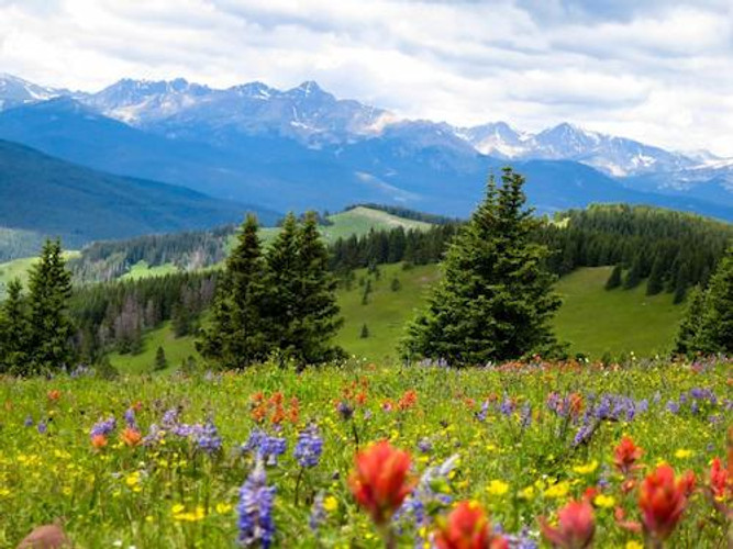 Meadow Flowers UK