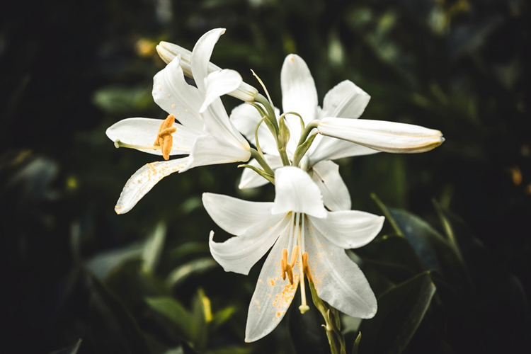 5 Secrets to Making Your Lilies Last in 2023 - Saffron's Decor