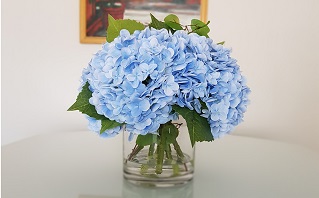 hydrangeas-0.jpg