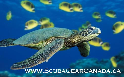 Silicone Water Bottle Sports Cap Scuba Gear Canada