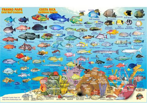 Franko Fish Id Card Costa Rica Caribbean Scuba Gear Canada