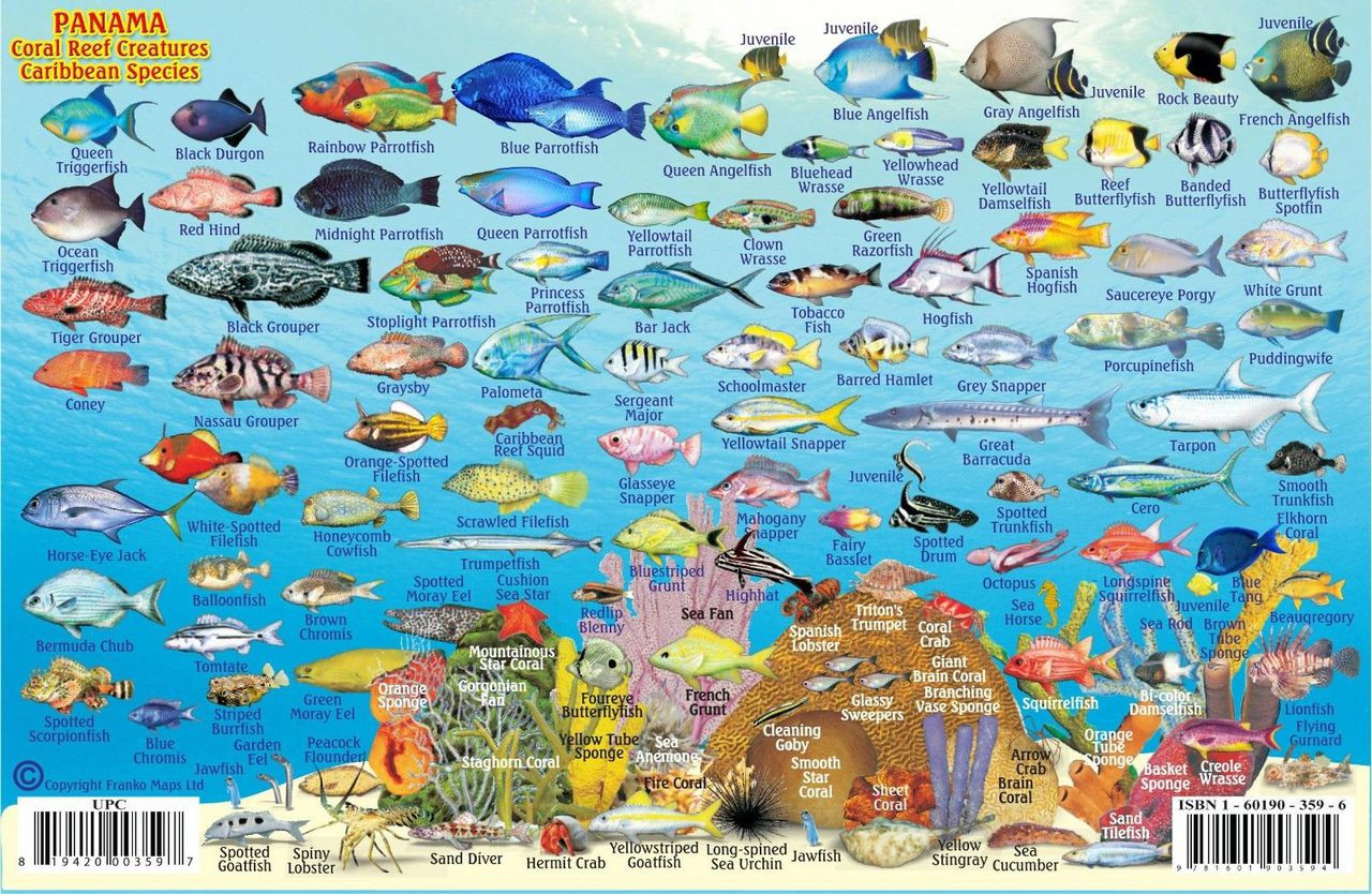 ko-mi Franko Fish ID Card Panama Caribbean | Scuba Gear Canada