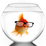 Can't see the fish... Can't Read your Gauges/Dive Computer... Try Optical Lenses