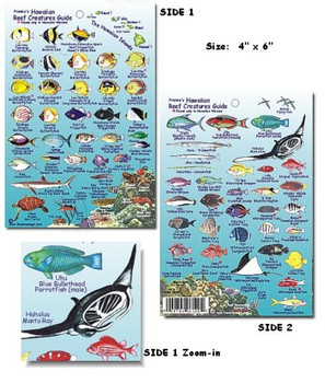 Mini Pocket Guide For Scuba Divers Fish Identification Guide For Snorkelers  Saltwater Fish Card Poster Waterproof Magnet Picture superb