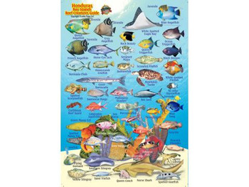 Waterproof Fish ID Card - Honduras