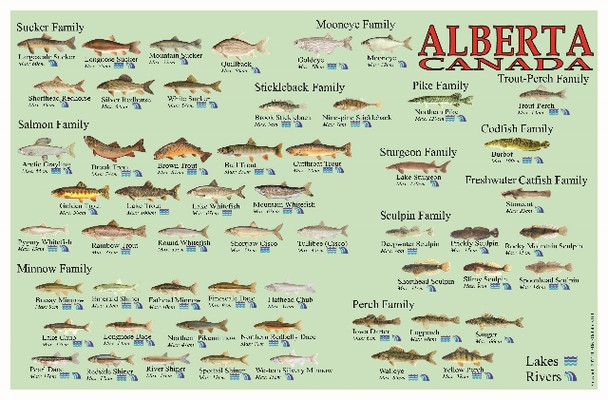 Alberta Fish Identification Waterproof Card Alberta Fish Identification Waterproof Card